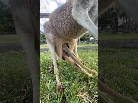 شاهد جراب الكنغر سبحان الله  