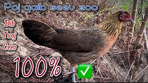 Poj qaib seev zoo dib tuaj ceev 100%✅ || Tiếng gà mái rừng kêu gọi TRống CỰC NHẠY 2025
