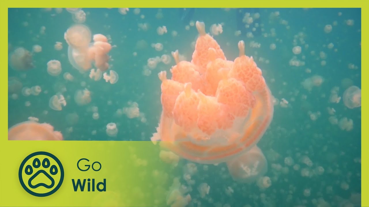 Marine Invertebrates - Animal Society 13/13