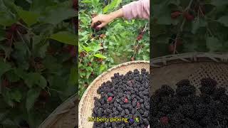 Mulberry picking 🍇👨‍🌾