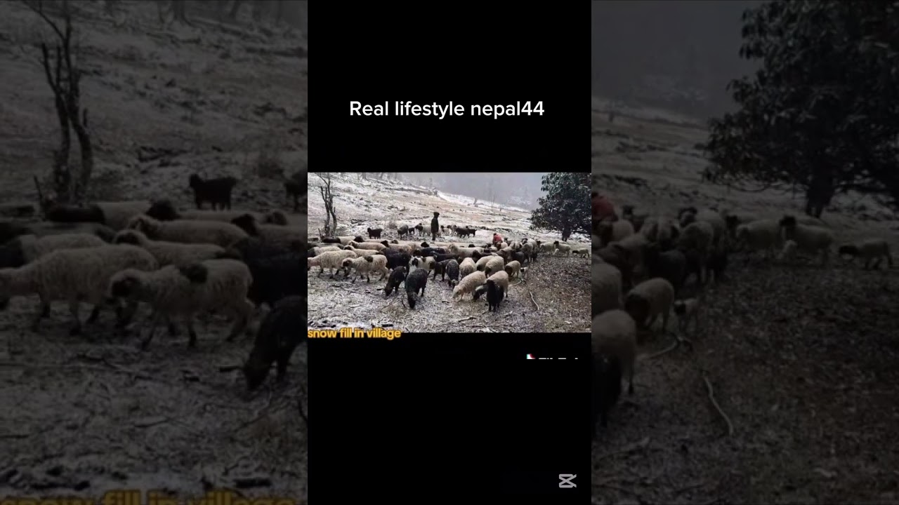 Flower horse And sheep are nepali snow's