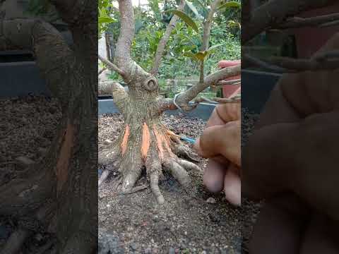 Video: Pembagian Pohon Ficus – Kapan Membelah Pohon Ficus Besar