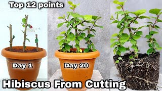 Easiest way to grow Hibiscus from cutting, Grow plants from cutting