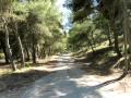 Les cigales de provence