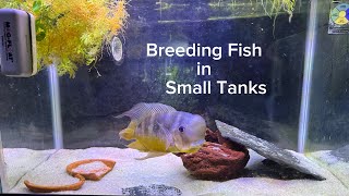 Breeding Fish in Small Tanks: Gymnogeophagus Balzanii 