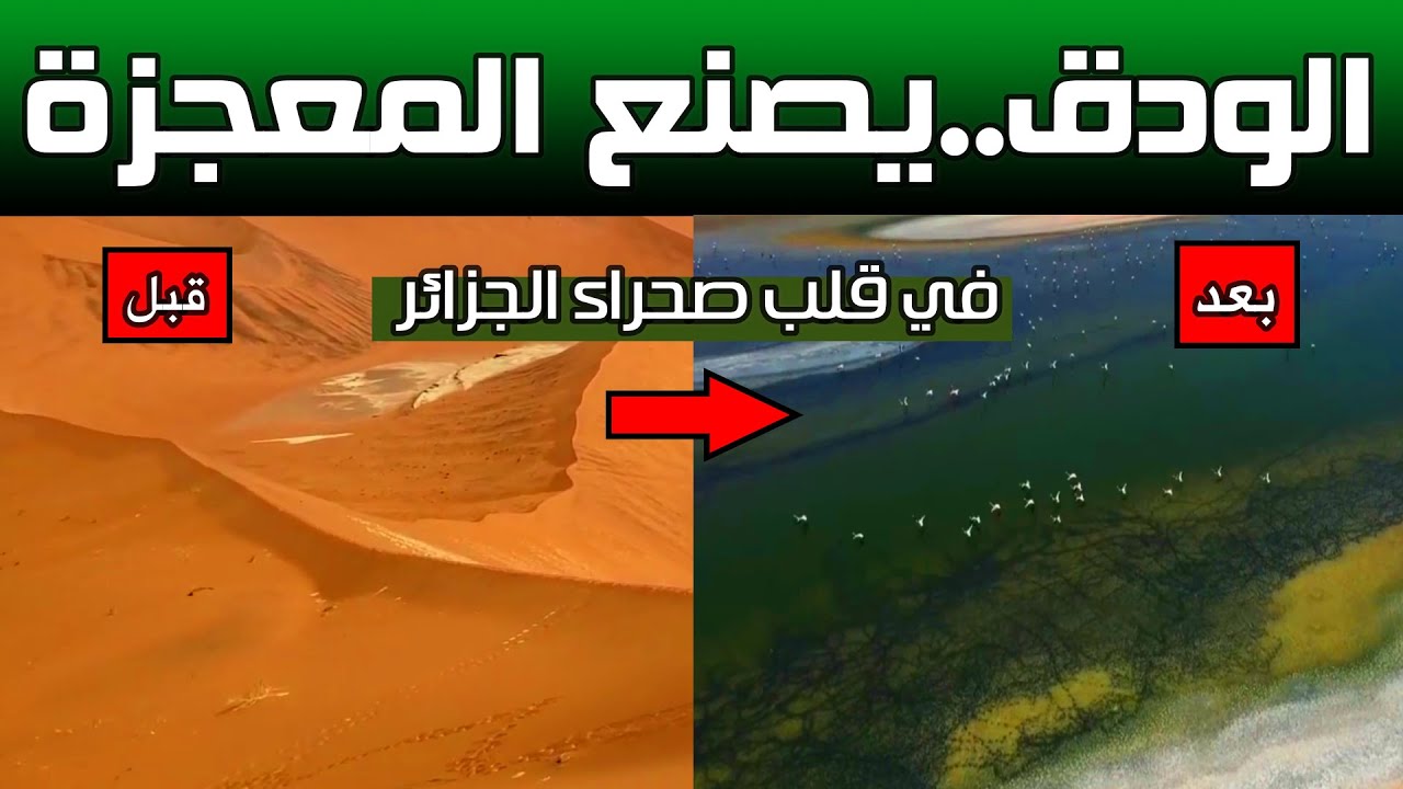 معجزة جديدة في صحراء الجزائر.. الودق يحول الصحراء الجزائرية إلى جنة