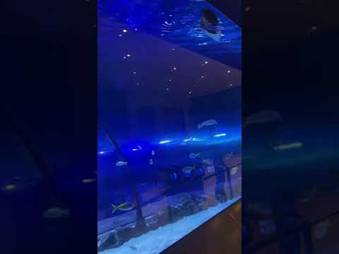 Dubai mall largest shopping mall / Dubai Aquarium and underwater zoo