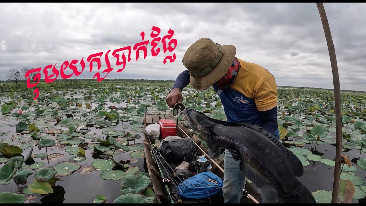 រ៉ាហ៊ូខ្មៅ បាក់ផ្លែ TOMAN TOMAN SNAKEHEAD FISHING