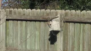 Eastern Bluebird dive bombing a squirrel 3.27.25