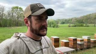 Maxxing Honey & Splitting Culls - Building a Bee Business #114