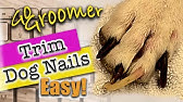 How Important is Cutting Your Dog's Nails Really? - YouTube