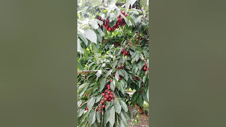 Wenatchee Washington  cherry