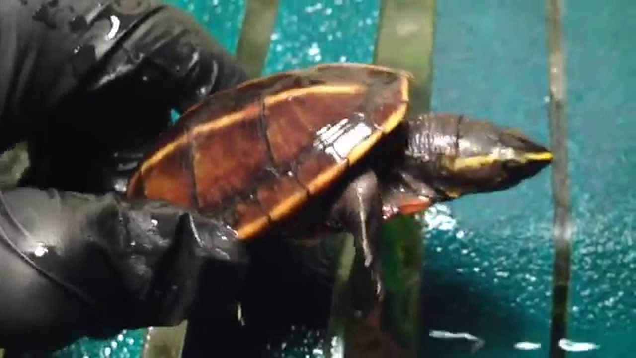 Three Striped Mud Turtle - YouTube