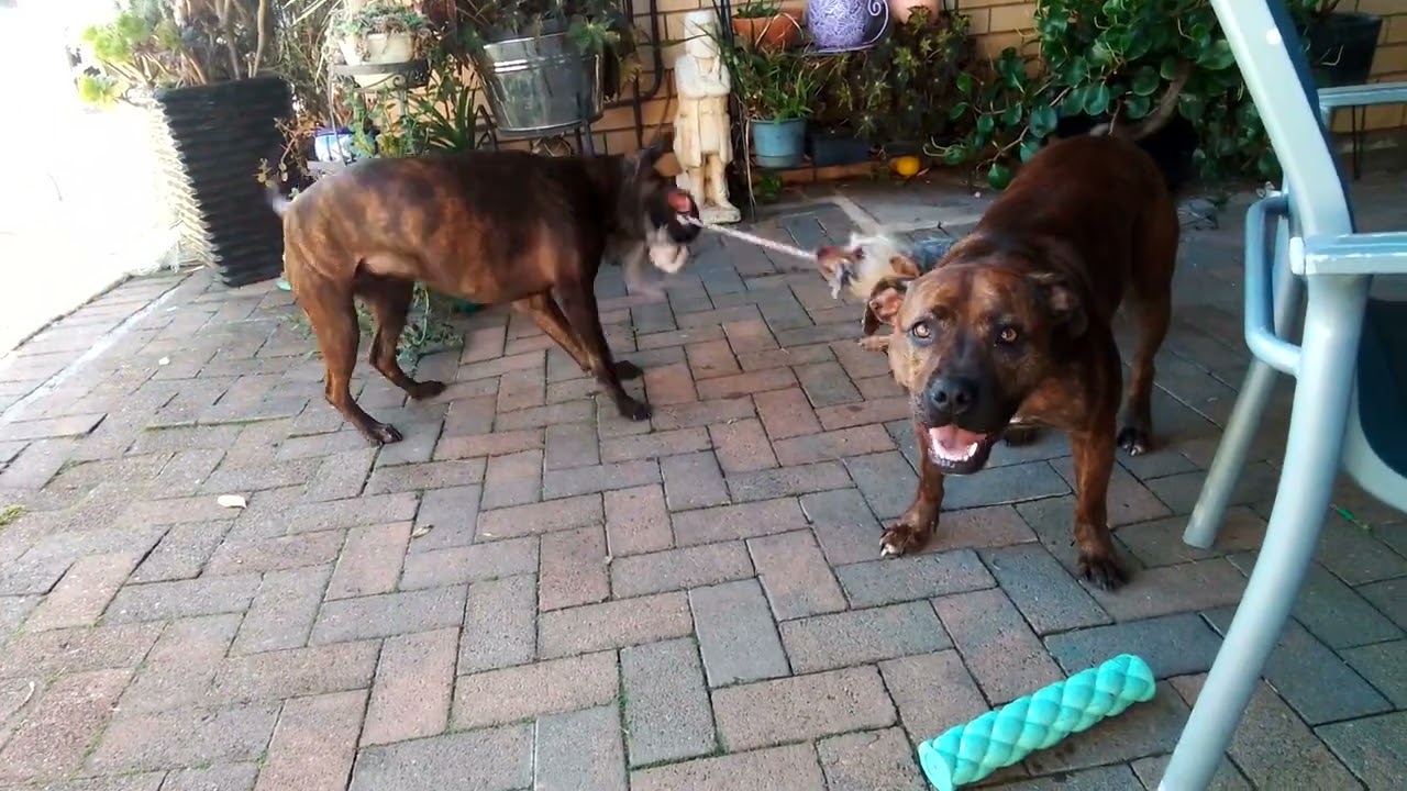 FUNNY, rippley vs pickles, evie just wants to play tugawar