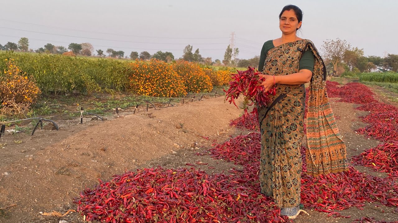 આપણે મરચા ની બીજી વીણી જેવીજ ત્રીજી વીણી આવી