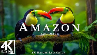Amazon 4k - เสียงป่าฝนเขตร้อนที่ใหญ่ที่สุดในโลก - ภาพยนตร์เพื่อการผ่อนคลายอันงดงาม