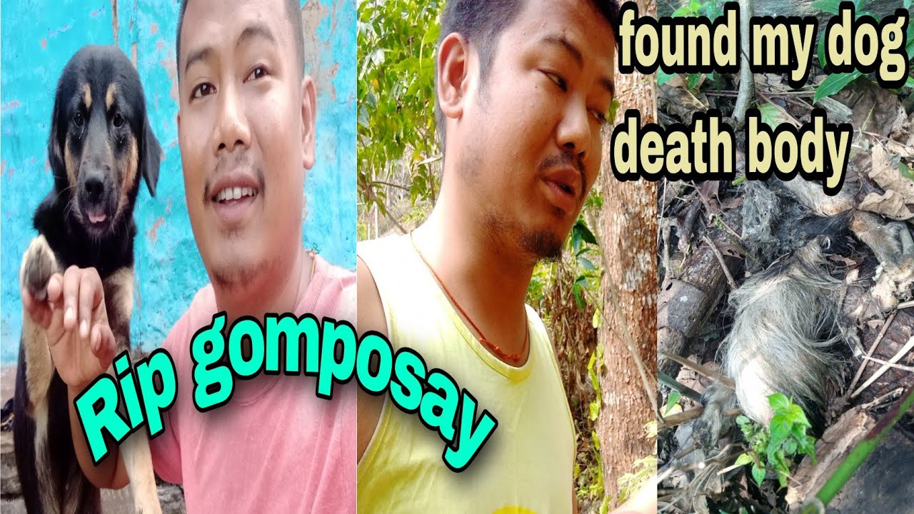 finally found my dog death body...😭😭😭rest in peace gombusay YouTube