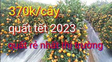 Trực tiếp báo giá quất tết 2023 quất lùm, quất tháp quất tết giá rẻ tại Hưng Yên giá tại vườn,
