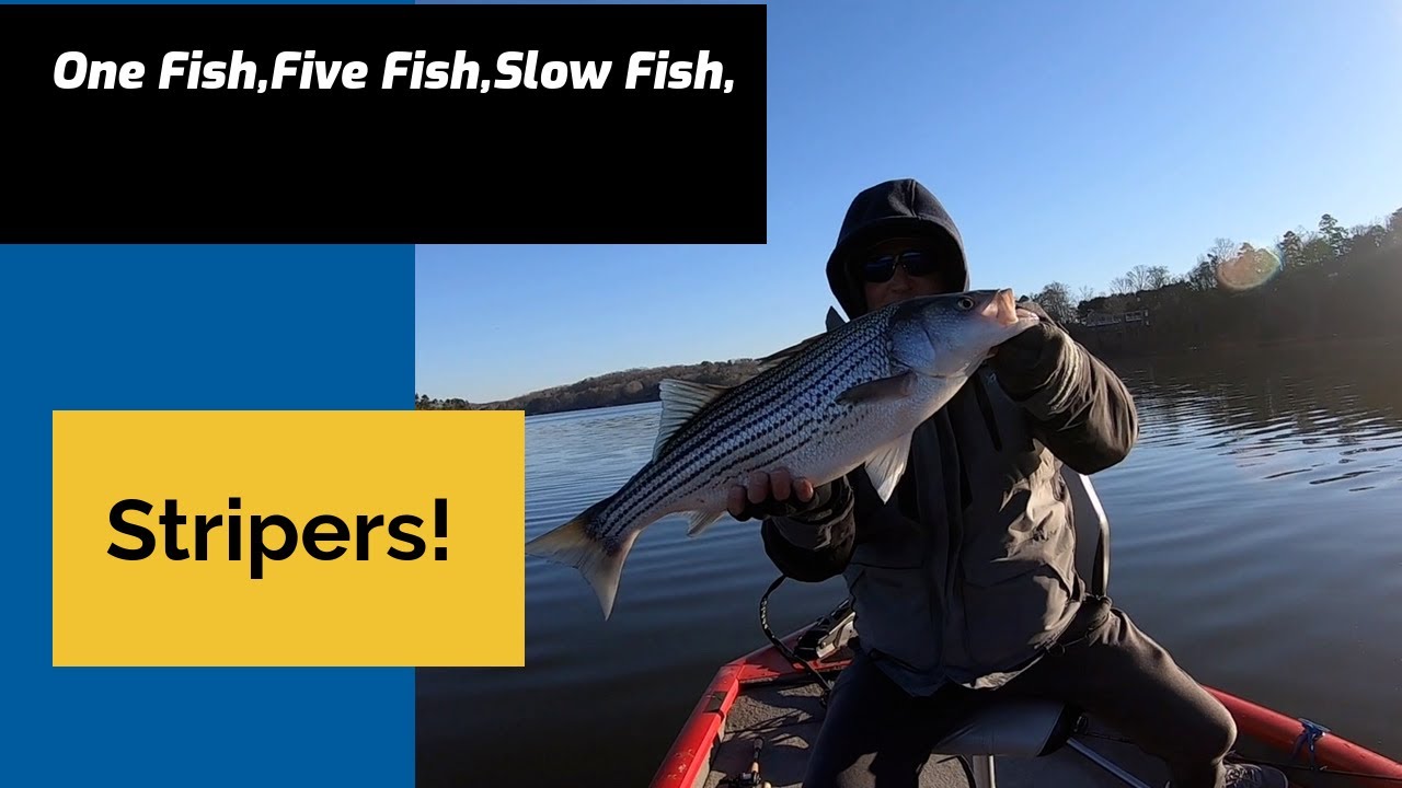 One Fish, Five Fish, Slow Fish, Stripers! YouTube