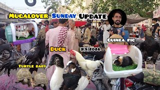 Lalukhet Murga Market &amp; fancy chicks polish and full Animals guinea pic turtle baby Update Karachi 