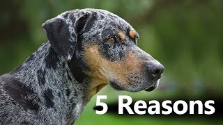 5 Reasons Why YOU Should Get a CATAHOULA LEOPARD DOG || Dog Lovers