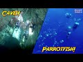 Caves & Spawning Parrotfish of Palau | JONATHAN BIRD'S BLUE WORLD