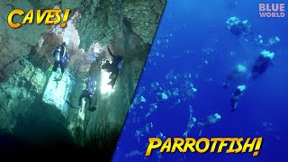 Caves & Spawning Parrotfish of Palau (Why is the water milky?)