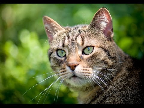 1 Hour Of Cat Meowing Sounds Entertain Your Cat Or Relax Yourself 