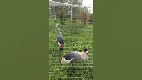 Как кричат венценосные журавли....