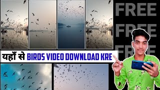 How To Download Birds Flying Video In Free | Birds Png Video Kaise Download Kre ! Bird Flaying Video