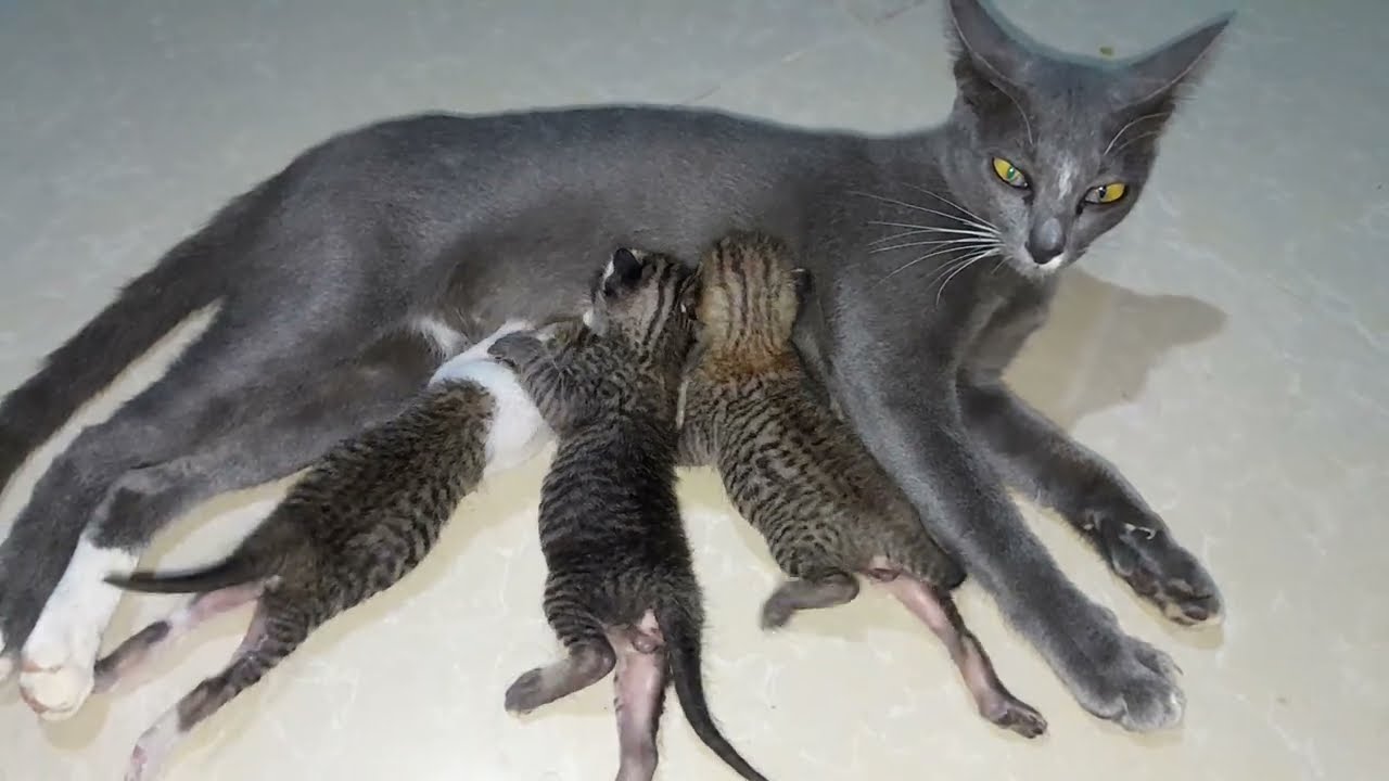 Giving fresh milk for her newborn baby kittens good mom