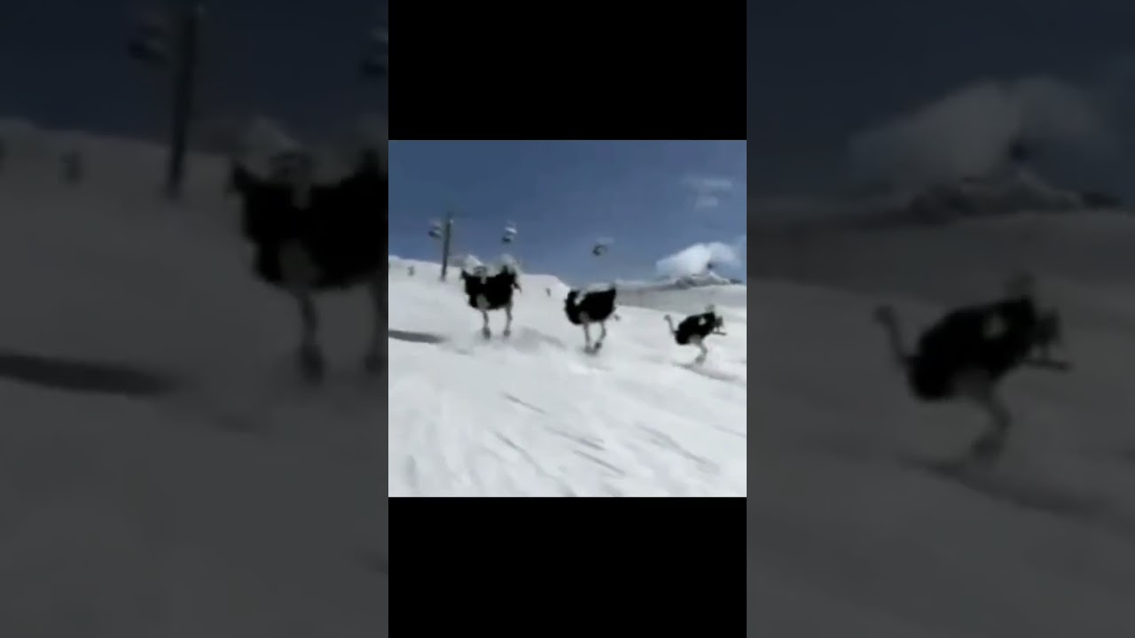 Funny 🤣 ostrich Dance Video, Animal toys video. 