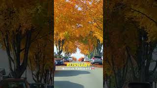 Autumn is not over yet in Burnaby BC 🍂🍁 #fallseason