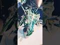Polly #alocasia #plants #shortvideo #houseplants #indoorplants #garden #tropical #gaming #shorts