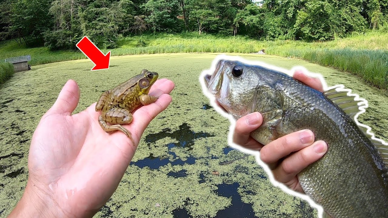 bass fishing at night EXPERIMENT: Stocking a STORMWATER POND Behind my House!! (What Will Happen?)
