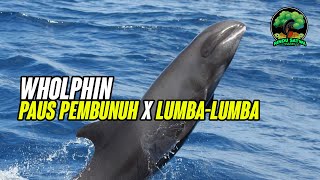 Wholphin Hasil Kawin Silang Paus Pembunuh Dan Lumbalumba
