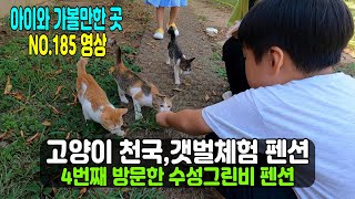 고성 펜션에서 갯벌체험까지! 완벽한 힐링 여행, 고양이들의 천국, 갯벌체험 펜션~ 수성그린비