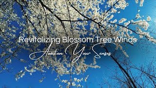 Revive Your Senses Recharge and Revitalize with Calming Nature Sounds 10 Minute No Music