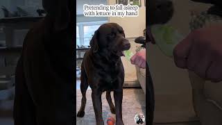 Cheese Challenge vs Lettuce Switch Up [Funny Dog Reaction]