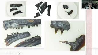 ESCONI Paleontology Meeting - February 2025 How to Explore the Incredible World of Microfossils