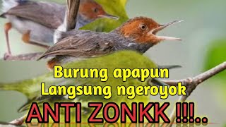 Burung liar dengar suara ini auto ngeroyok !! Suara pikat burcil ribut Ampuh anti zonk ..!!