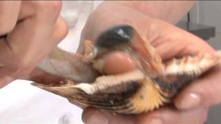 How to remove a scallop from its shell