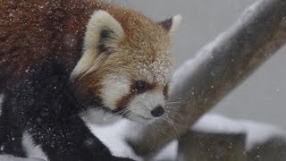 吹雪の中のレッサーパンダ~Red Pandas in Snowstorm