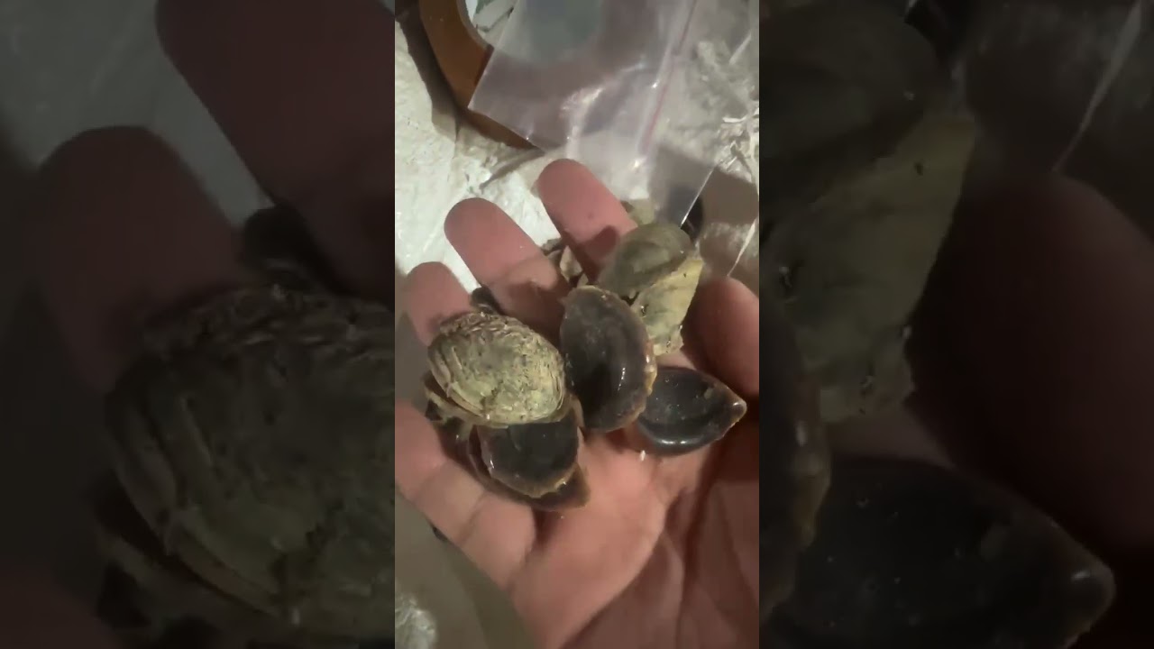 Murex Operculum Seashells in stock