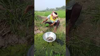 Natural Gourd Trap Beats Modern Fishing Gear 😲🎣