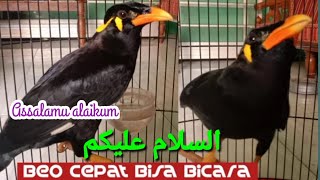 Beo Cepat Bicara Assalamu alaikum ( السلام عليكم )  Durasi Panjang  Masterannya