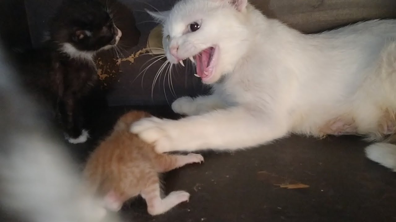 Mother Cat Attacking On Orphan Kitten Tiny Poor Kitten Desperately Tries to Nurse 