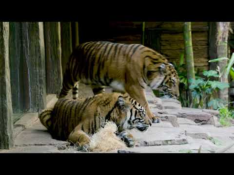 A Tale Of Two Tigers Suka Nelson At The San Diego Zoo Safari Park