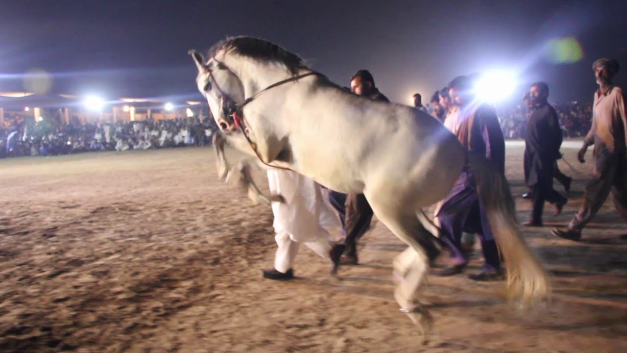 Amazing Horse Dance Mai Heer Mela Jhang pakistan