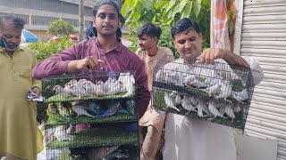 Birds Market Lalukhet Sunday Video Latest Latest Update 27-8-23 in Urdu\/Hindi